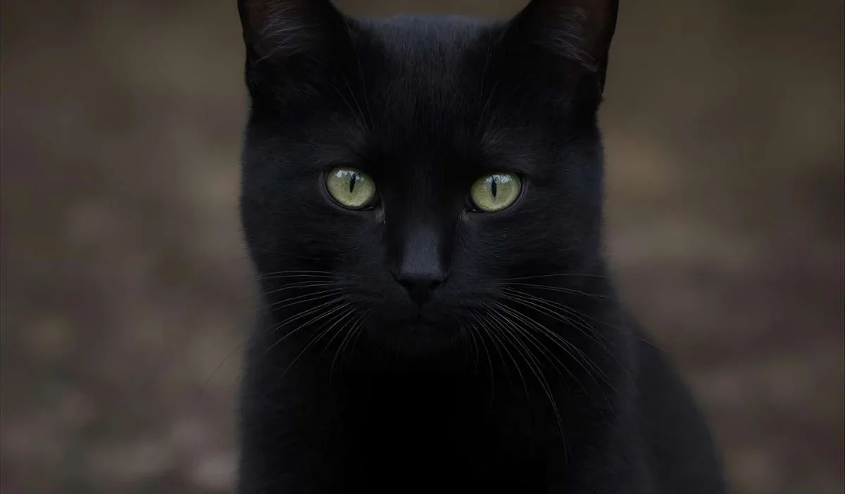 Dreaming About Black Cat