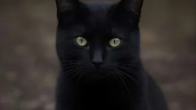 Dreaming About Black Cat