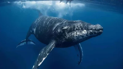 Dreaming About Killer Whale Dream Meaning Biblical