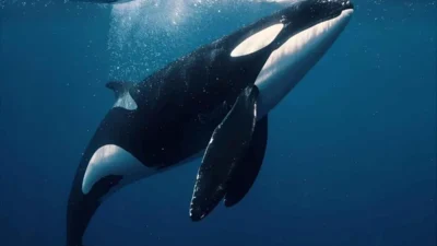 Spiritual Meaning of Dreaming About Killer Whales